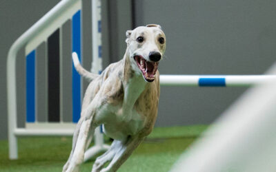Whippet Agility Weekend tulee taas!